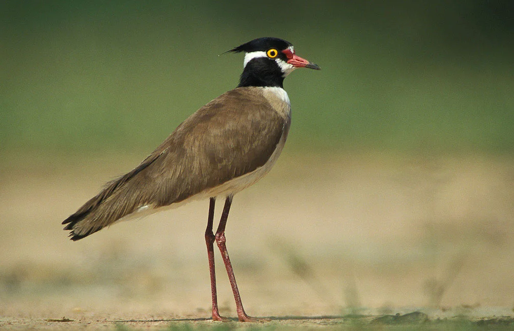 Black Headed Lapwing