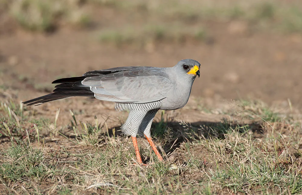 Eastern Chanting Goshawk