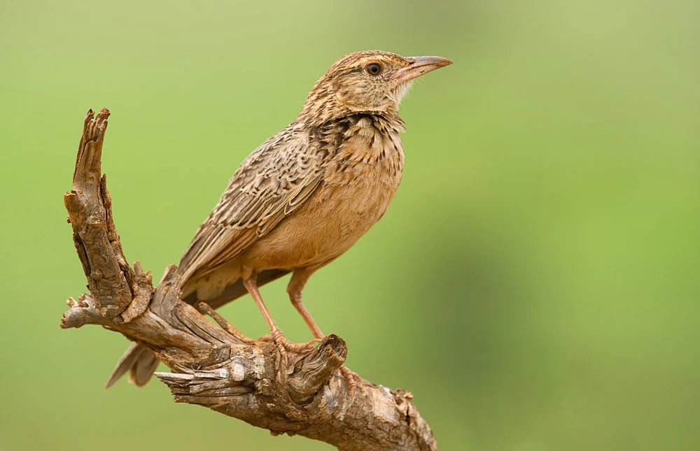 Red Winged Lark