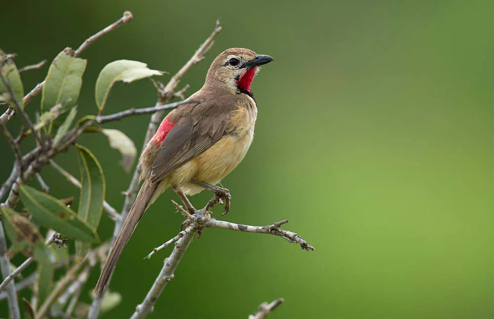 Rosy Patched Bushshrike