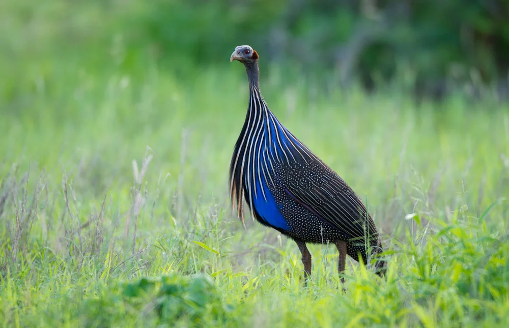 Vulturine Guineafowl